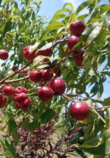 Torpaq sahələrinin satışı: 70 sot, Kənd təsərrüfatı, Mülkiyyətçi, Kupça (Çıxarış)