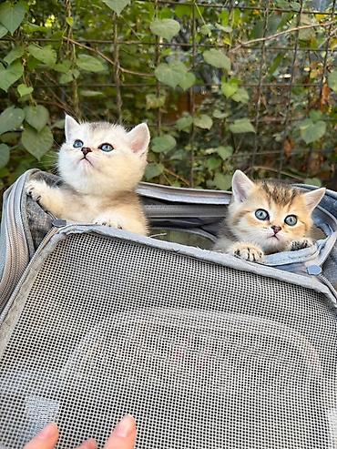 Мышыктар: На БРОНЬ! Котята-Серебристой и Золотой Шиншиллы.дата рождения — 4