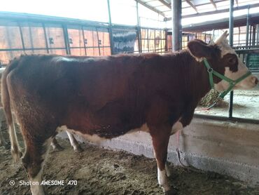 срочно продаю в связи с переездом: Сатам | Кунаажын | Көбөйтүү үчүн