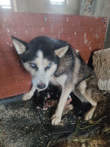 İtlər: Xaski, 1 ay, Erkek — 2