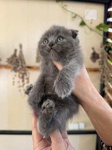 кошка породистый: Скотиш Фолд (Шотландская вислоухая), 1 месяц, Мальчик, Голубой, Приучена к лотку — 4