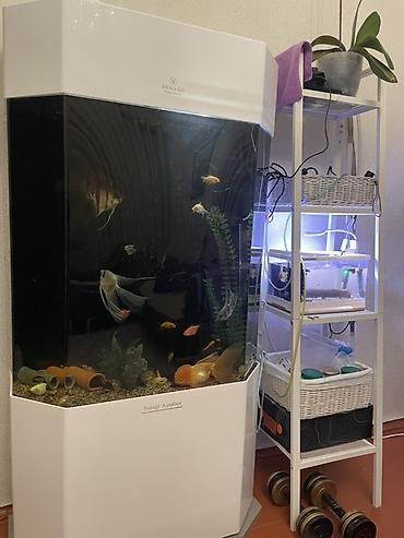 живые рыбы: Аквариум Senagr Aquatics 150 л с тумбой + 8 видов рыб Продаю — 4