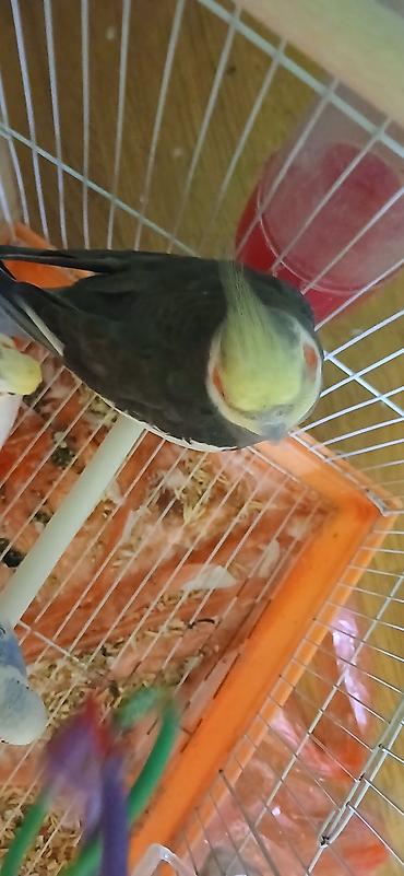 tutuqu: Satılır iki korella biri dişi biri erkək dişi yaş 1,yarım erkek yaş — 3