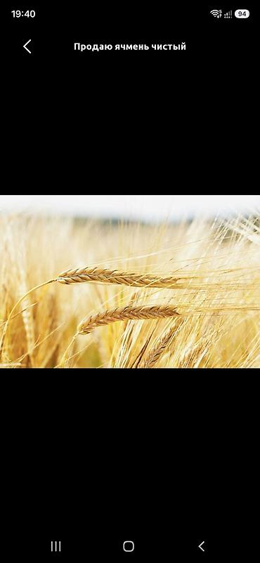 Продам ячмень чистый. с поля суусамыр 18гектор примерна 40_50 тонна -