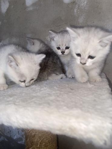 сфинкс котята купить: Котята серебристого окраса ( Скоттиш-страйт) с яркими голубыми — 6