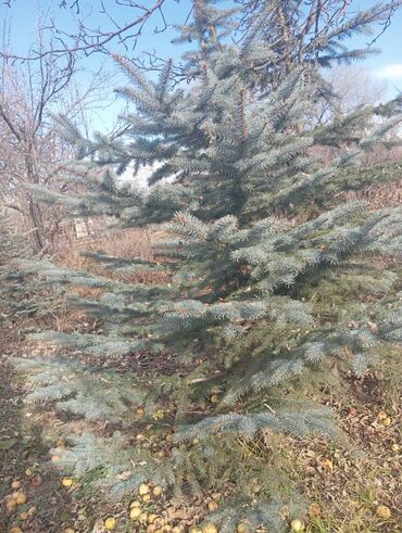 Декоративные деревья: Саженцы деревьев: Ели — 11