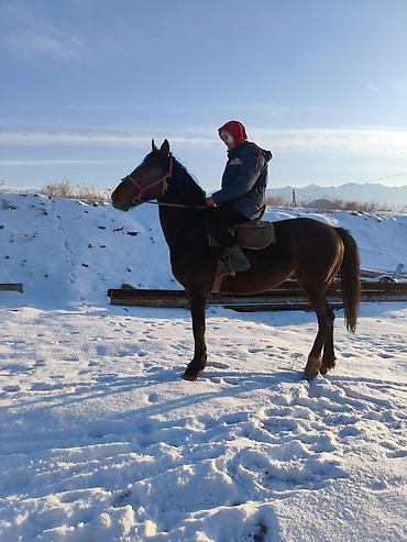 Лошади, кони: Продаю | Конь (самец) | Рабочий — 10