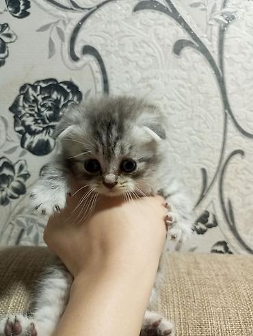 Pişiklər: Şotland yastı qulaq, Erkək, Ünvandan götürmə — 3