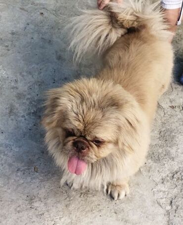 İtlər: Pekines, 4 il, Erkek, Peyvəndli, Ünvandan götürmə, Ödənişli çatdırılma, Rayonlara çatdırılma