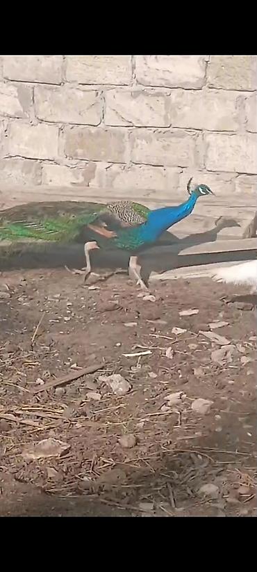 Tovuz quşları: Salam,super saqlam Tavusquşular satilir erkeyde var dişide aylari 7,8 — 9