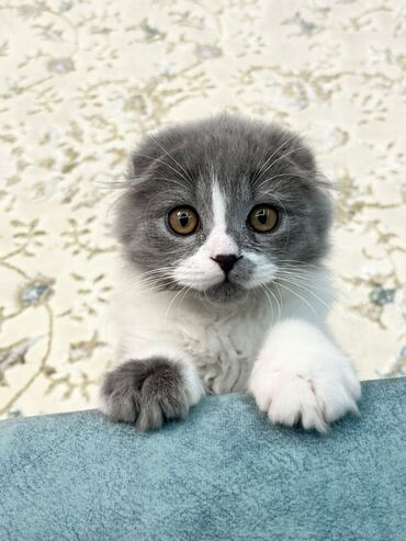 шотландская вислоухая кошка фото цена: Продаётся кошечка шотландской вислоухой породы, 5 месяцев