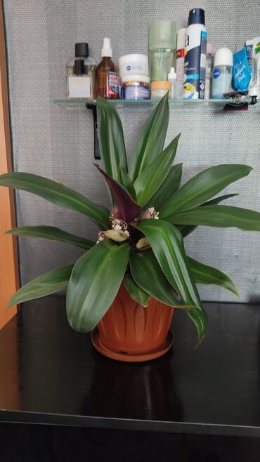 приму в дар комнатные цветы: 3)Меняю кактус (цветет часто мелкими цветками) на 1 кг гороха 2)