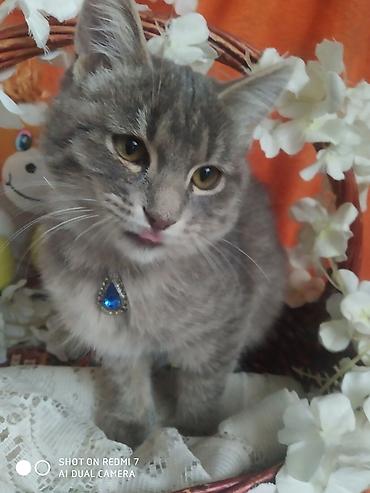 Отдам даром кошку: 3 месяца, Девочка — 12