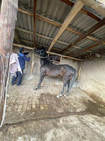 Лошади, кони: Продаю | Конь (самец) | Рабочий — 10