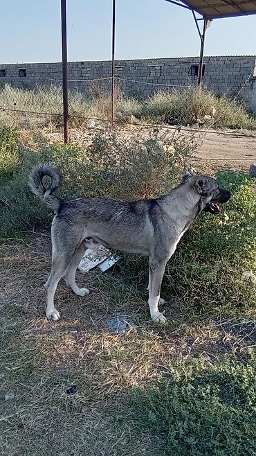 labrador iti satilir: Qurdbasar, 11 ay, Erkək, Peyvəndli, Ödənişli çatdırılma — 2