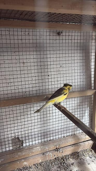 şnek: Erkey bulbul bir yawinda cutel hazir saxlam cin kimidiler — 2