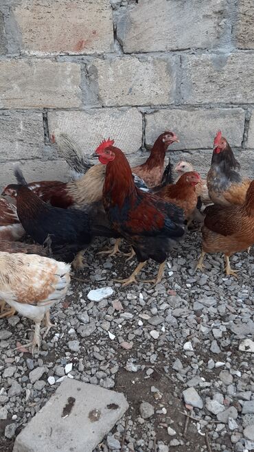 xacmaz heyvan bazari: Çolpa

Fərə 13m.xoruz 15m.
toyuqlar 14m