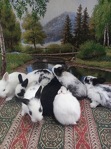 Dovşanlar: Dovşan yemi 2-azn Bala Dovşanlar 5azn. Apilka (Yonqar 1.50azn) — 21