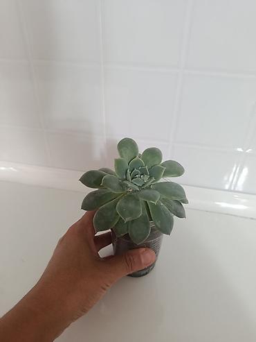 Бөлмө өсүмдүктөрү: Продаю или меняю Алоказию (молодое растение) в стаканчике на — 6