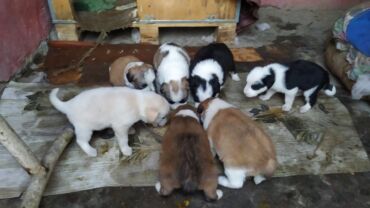 восточно европейская овчарка черная цена: Щенки метисы, возраст 1 месяц. папа бишкекская овчарка, мама