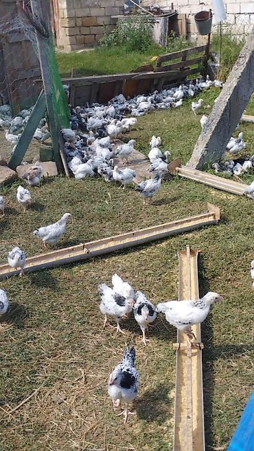 40 günlük serebrist cücələr satılır. Vaksinləri verilib. Qiymət 3