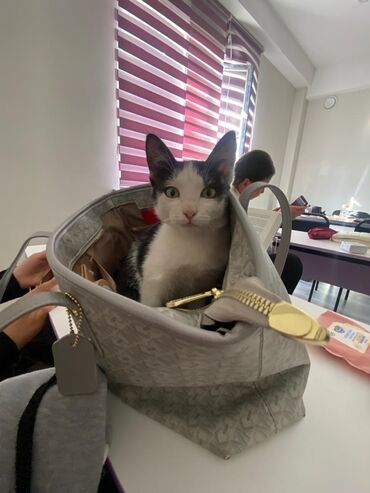 крыса домашняя: Кошка даром: Беспородная, 1 месяц, Мальчик, Приучена к лотку, Проглистована