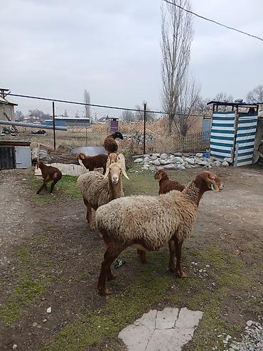 Баран, овца: Продаю | Овца (самка) | Для разведения | Матка — 3