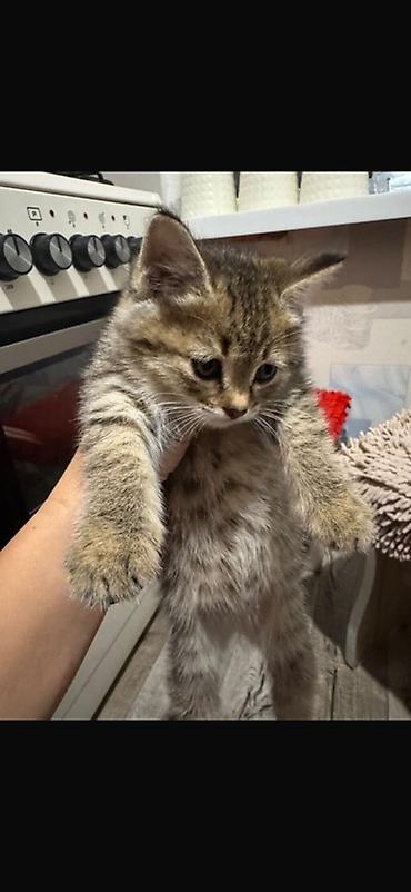 кошка в добрые руки: Отдаем котенка в добрый руки БЕСПЛАТНО! — 1