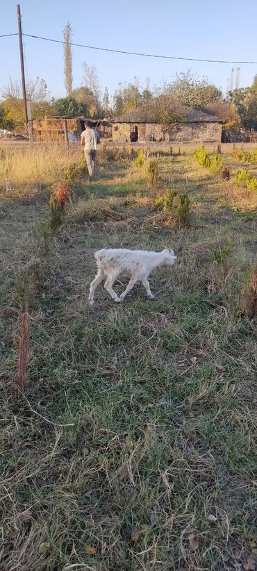Keçi, çəpiş: 2 təkə 42 ədəd dişi kecilər var Təkəsini alib hamisi bogazdi kom — 4