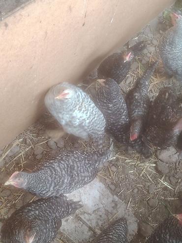 Toyuqlar: Barred (zolaqlı) cins toyuqlar – ətli-yumurta istiqaməti - Rəng — 1