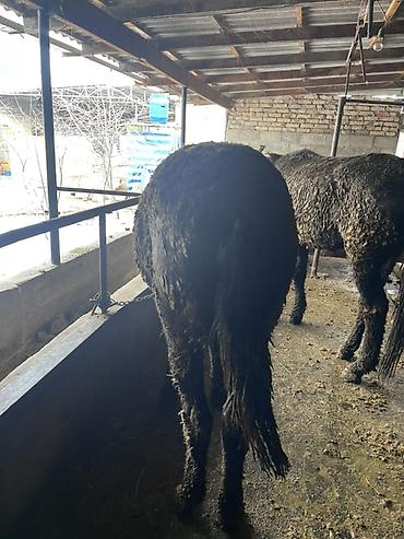 Лошади, кони: Продаю | Жеребец | Полукровка | Для разведения — 5