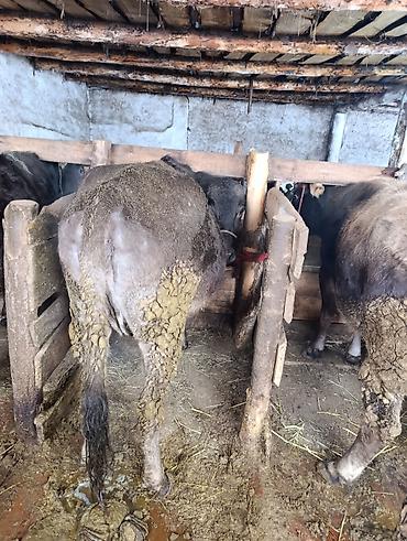 Коровы, быки: Продаю | Корова (самка), Тёлка | Полукровка | На забой | Привязанные — 8