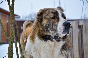 İtlər: Алабай (Alabay) Племенной питомник предлагает щенков среднеазиатской — 17