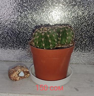 Молочаи: 1)Кактус Эхинопсис ( цветет часто, вместе с коричневым горшочком — 7