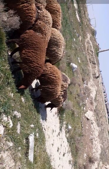 гиссар кочкор в Азербайджан | С/Х ЖИВОТНЫЕ: Бараны, овцы