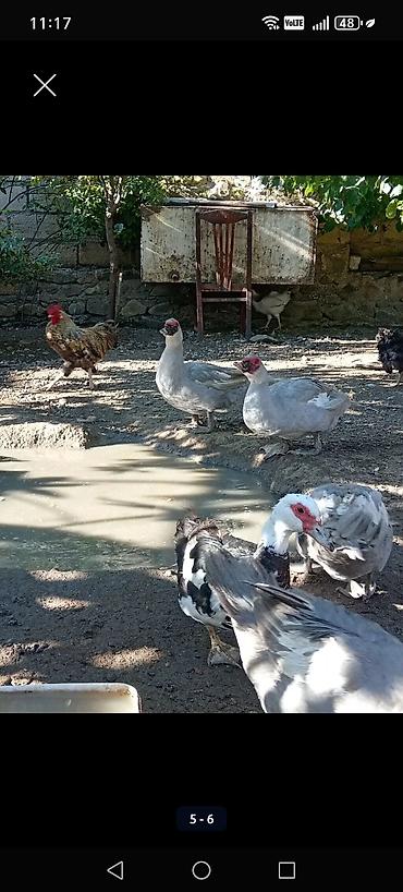 Ördəklər: Salam.Lavanda lal ördəkləri satılır erkək dişi satılır dişi 1 erkək 2 — 3