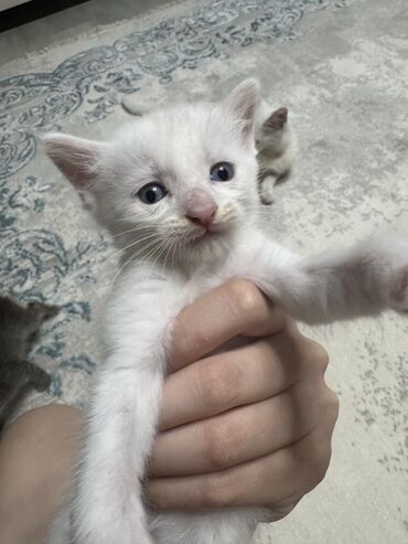 русская белая кошка: Породасыз, 1 айлык, Ургаачы, Ак