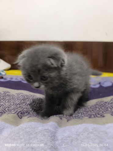 манчкин кот цена: Скотиш Фолд (Шотландская вислоухая), 2 месяца, Девочка, Серый, Приучена к лотку