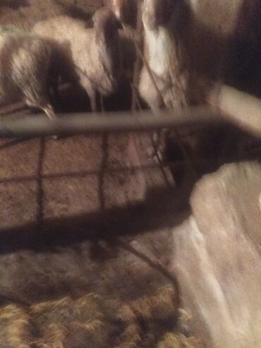 Qoyunlar, qoçlar: Qoyun sürüsü satılır - Növ: yerli qarışıq (ağ və qəhvəyi rəngli, uzun — 9