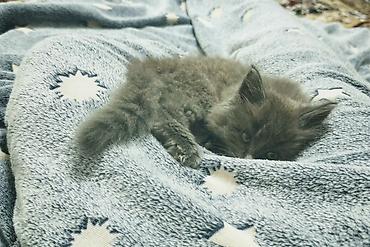 Продажа кошек: Скотиш Страйт (Шотландская прямоухая), 2 месяца, Мальчик, Серый, Приучена к лотку — 1