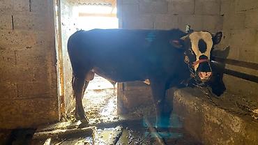 Коровы, быки: Продаю | Бык (самец) | Привязанные — 4