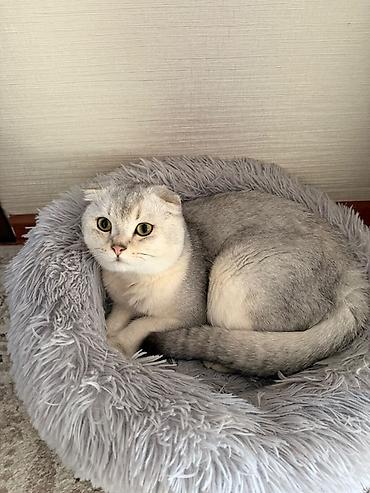 козлу кой: Продаётся чистокровный вислоухий котик Scottish Fold Продам красивого — 2
