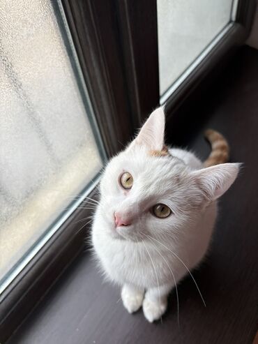 Pişiklər: Türk anqora, Erkək, Yaxşı əllərə — 9