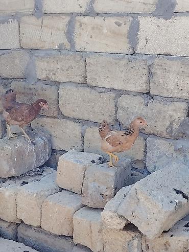 ucuz toyuq satisi: Kənd cuceleri tek tək satılmır 2sine aiddi qiymət barterde olar — 1