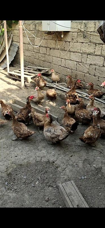 ordəyi: Krasnadar və lavanta sortu lal ördəy yumurtaları Tam mayalı və iri — 5