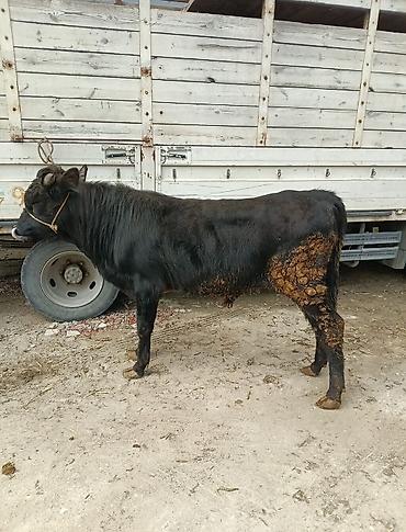 Inəklər, öküzlər: Inəklər, öküzlər — 9