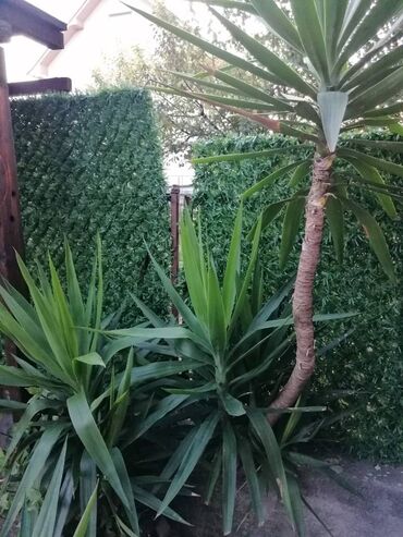 Ostale kućne biljke: Drvo života -Yucca Elephantipes Visine 1-2 m Drvo Zivota-Yucca — 9