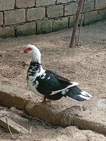 ordək: Musk ördəyi (Muscovy duck) – xalq arasında lal ördək təsərrüfat üçün — 1