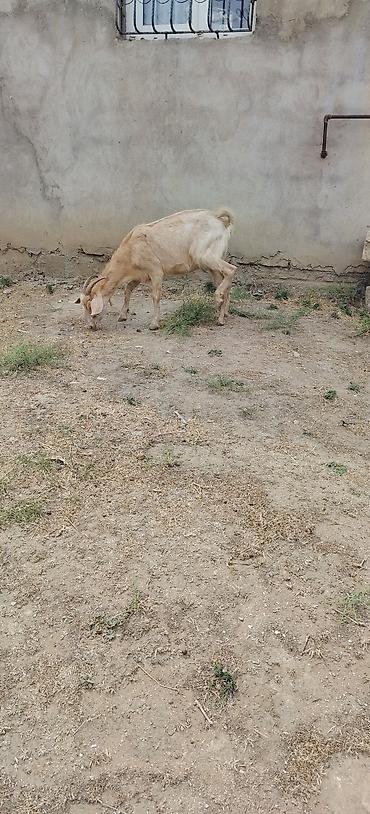 senan kecisi: Keci bogazdı yeli n buraxıb 1 ci qarın el hryvandı — 2