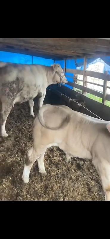 Dana, buzov: Satılır: Ətlik buzov - Cinsə bənzər: ağ rəngli, ətlik istiqamətli -da lalafo.az — 7 Dana, buzov: Satılır: Ətlik buzov - Cinsə bənzər: ağ rəngli, ətlik istiqamətli — 7
